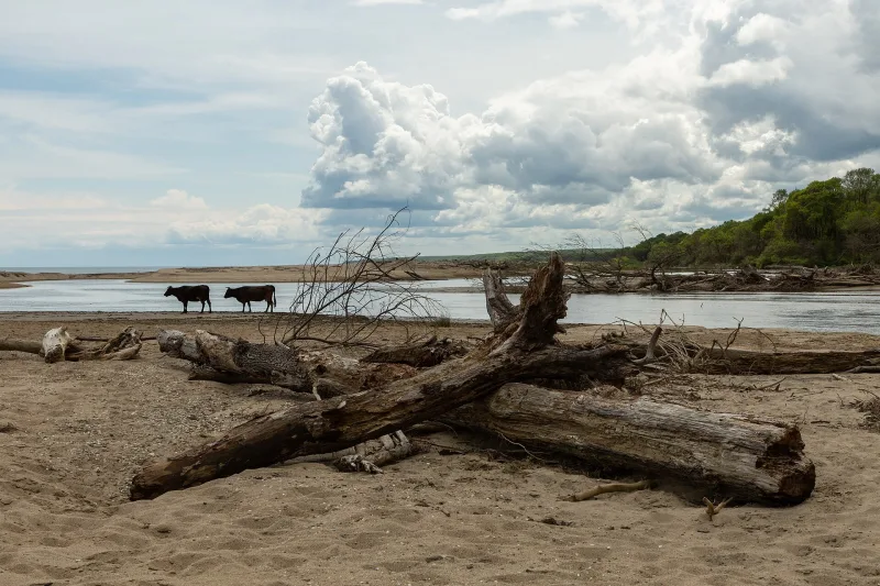 이그네아다의 범람원 숲: 롱고즈 숲과 키르클라렐리 호수