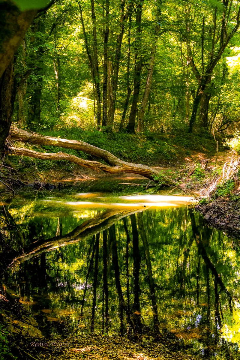 이그네아다의 범람원 숲: 롱고즈 숲과 키르클라렐리 호수