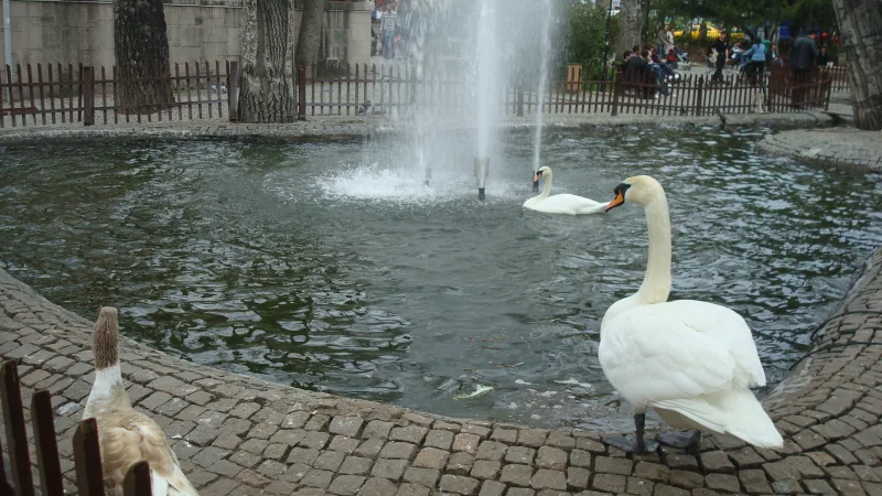 쿠굴루 공원(Kuğulu Park) — 앙카라 시내의 백조들