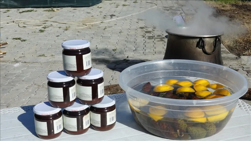 V Ayvalıku sa borovicové šišky varené 8 hodín v dreve s prácou žien menia na sirup