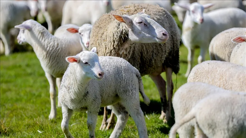 Začalo sa prijímanie žiadostí do projektu „Podpora chovu drobného dobytka na vidieku“