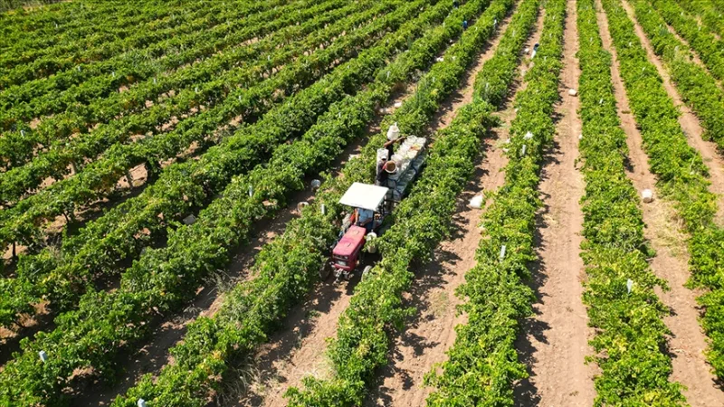 農家への農業支援金約174億リラが本日支払われる