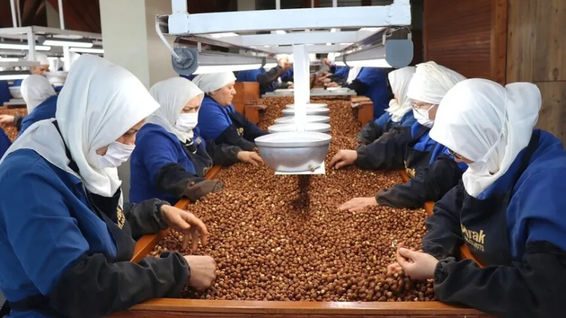 Ce sont les travailleuses de Giresun et d'Ordu qui ont le plus contribué aux exportations de noisettes